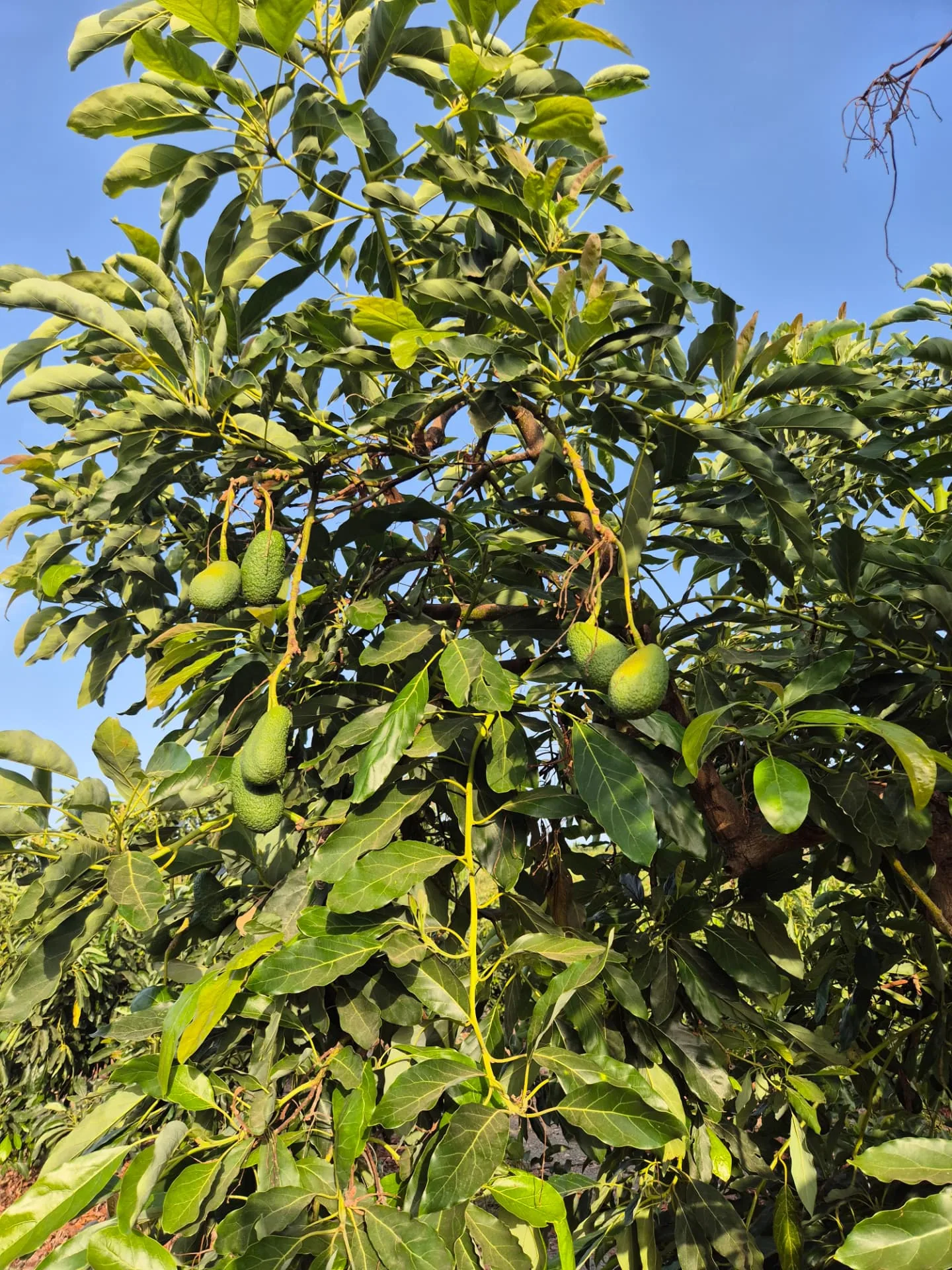 Aguacate Hass madurando en el árbol