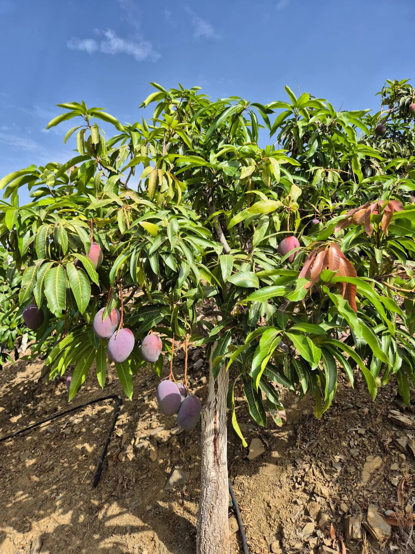 Mango Tommy Atkins en el árbol en una finca de la Axarquía