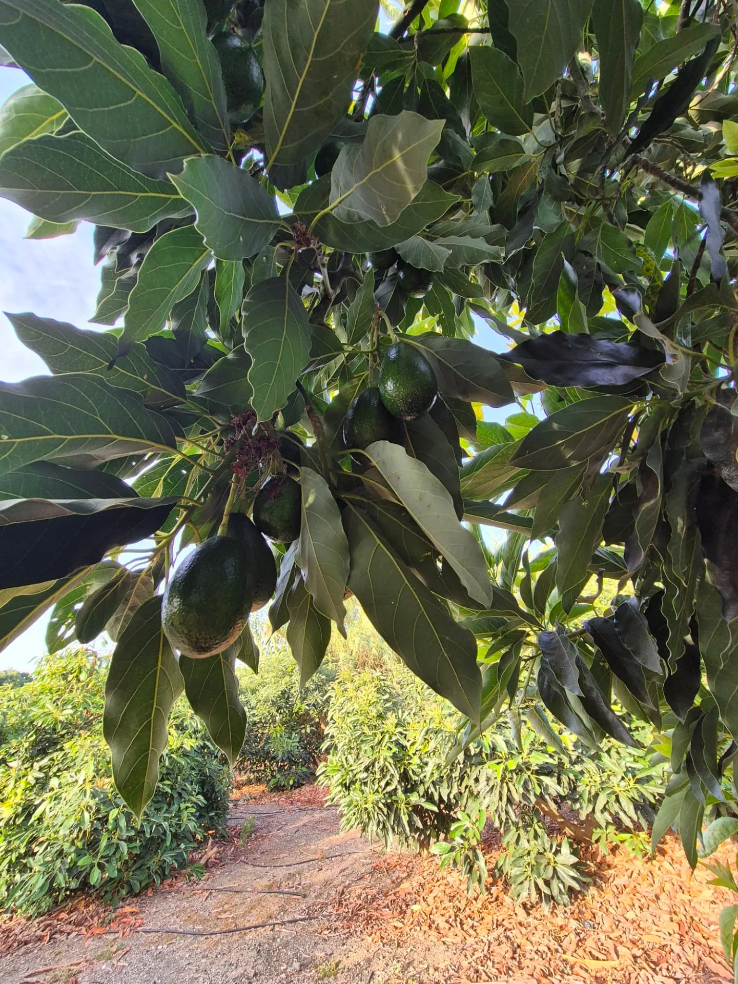 Aguacates de piel lisa (finos) en el árbol