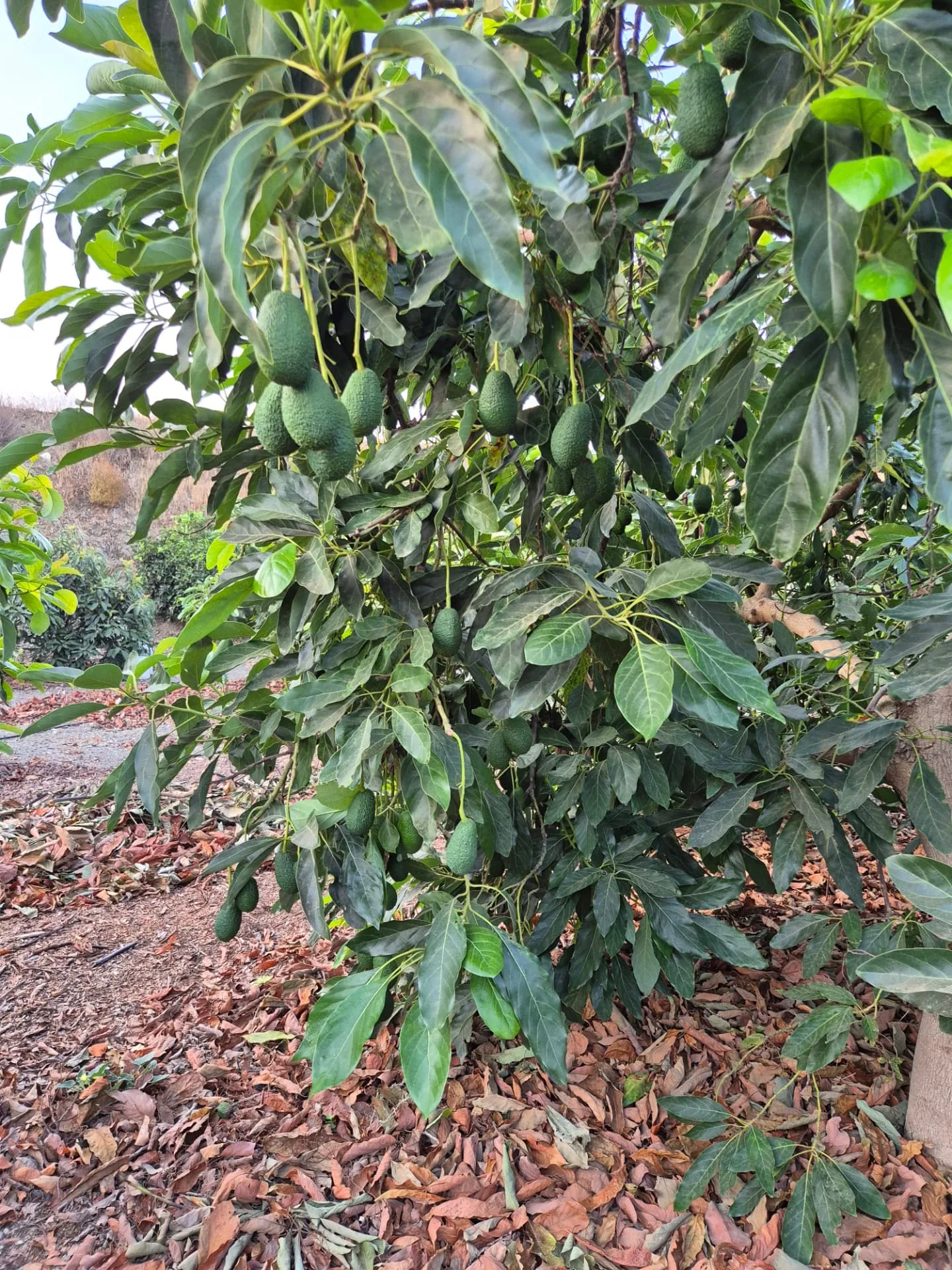 Árbol de aguacate Hass cargado de fruta