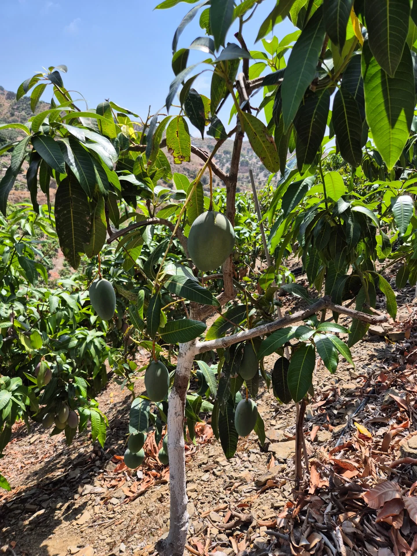 Mango Keitt en el árbol al final de la campaña