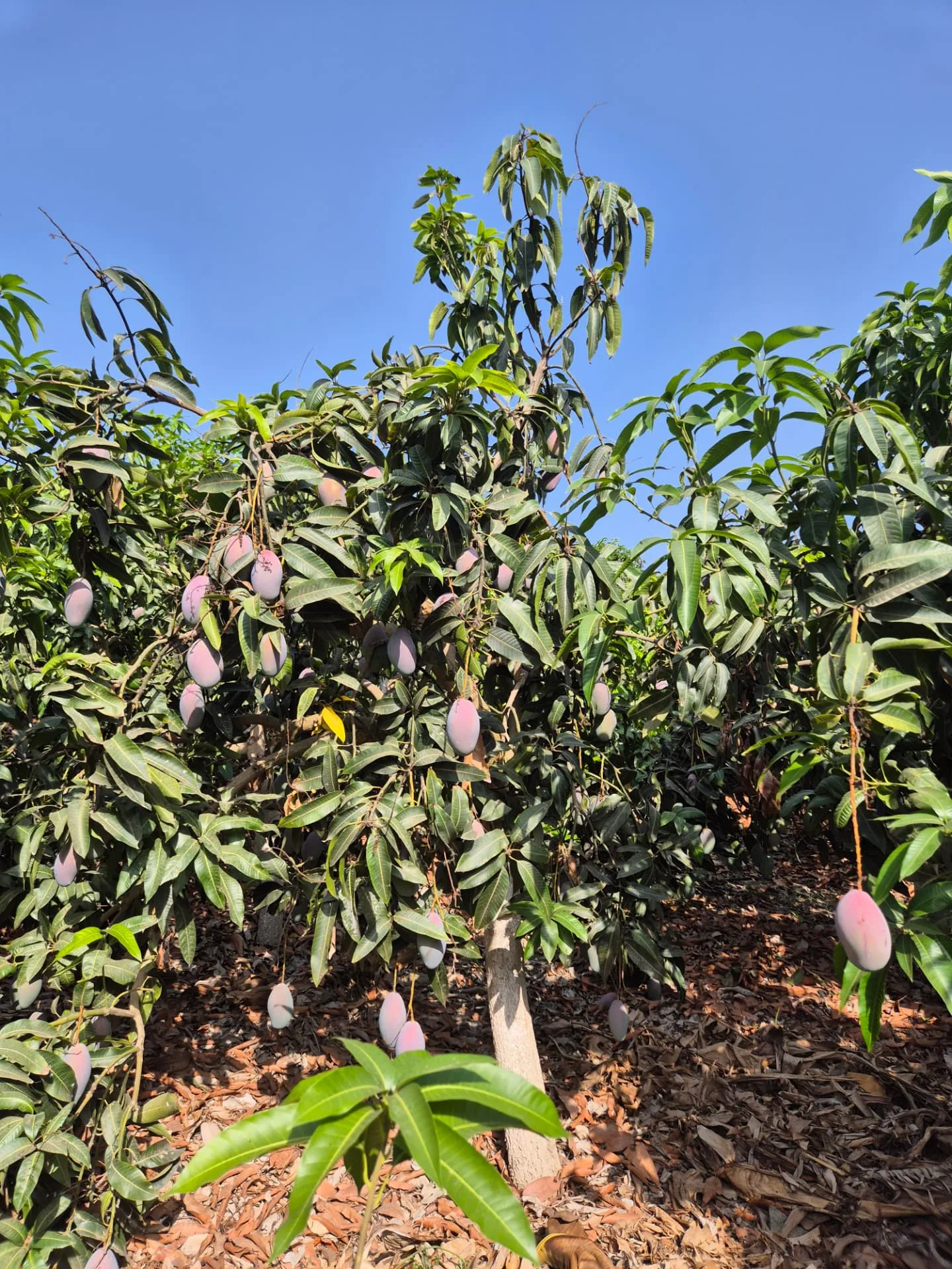 Árbol cargado de mango Osteen de producción propia
