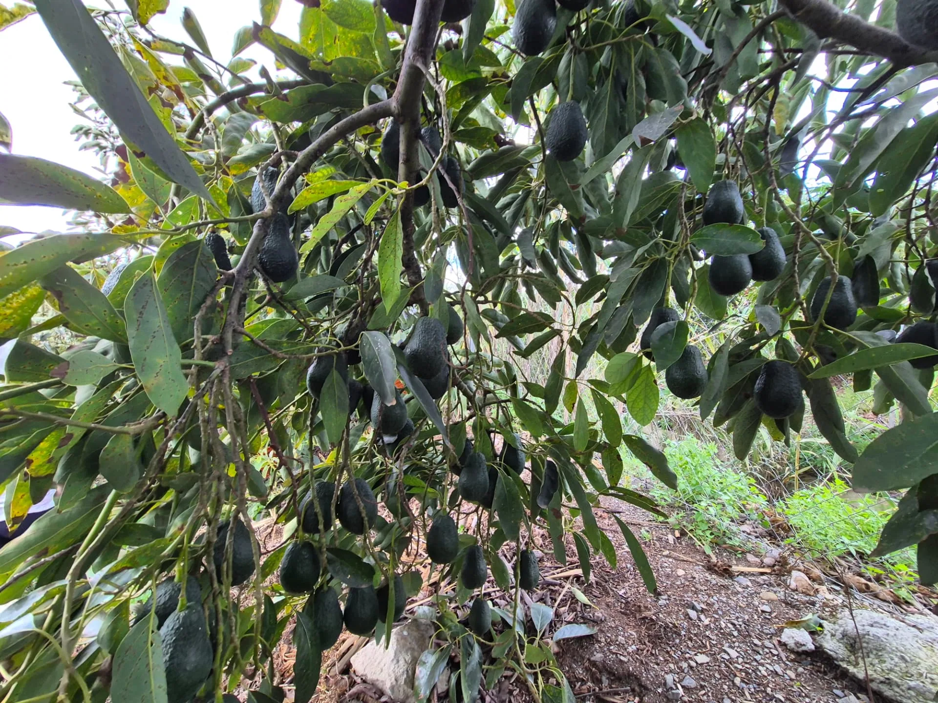 Cultivo de aguacate Lamb Hass en finca propia