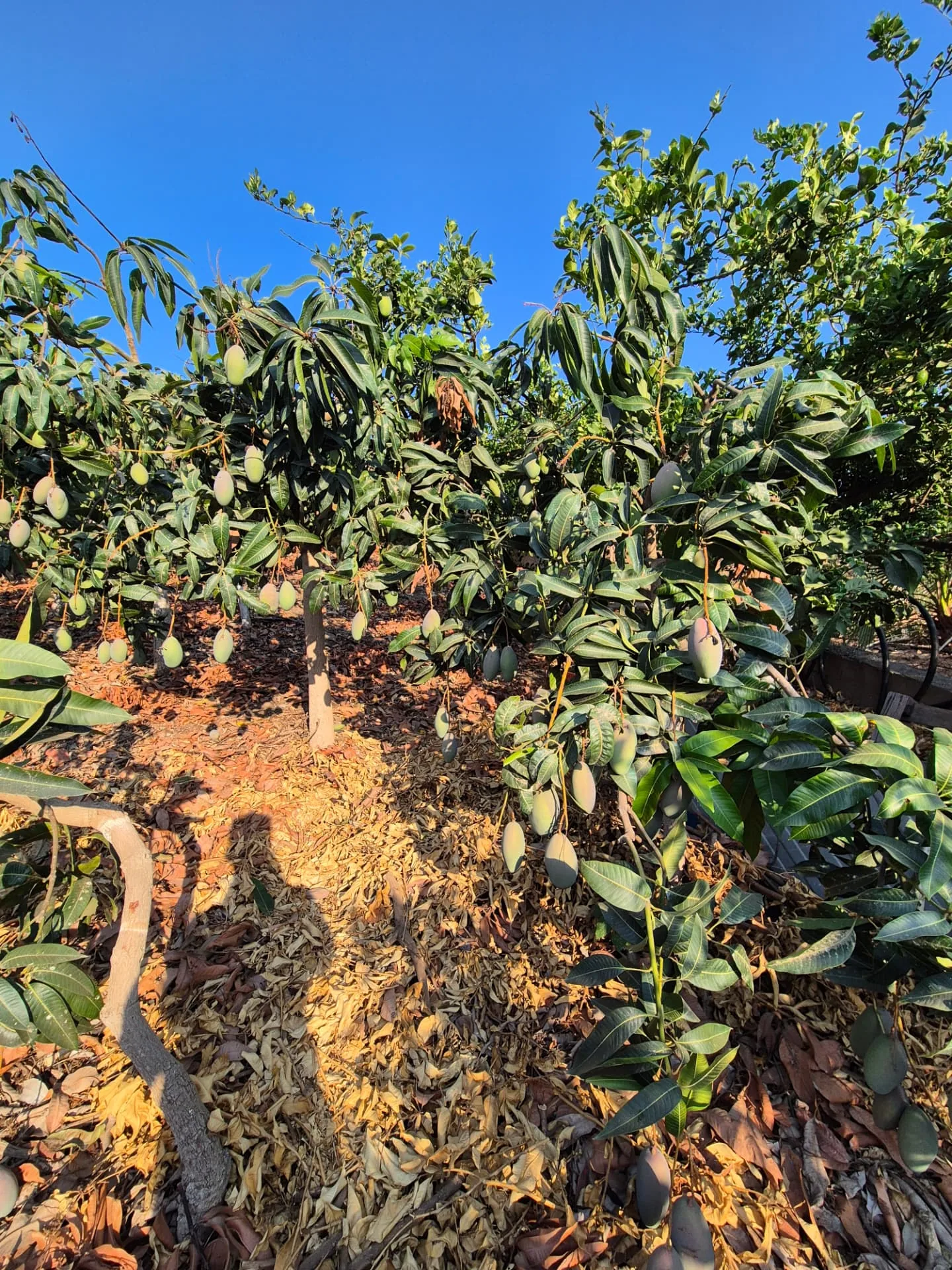 Cultivo de mango en la Axarquía con fruta madurando en el árbol