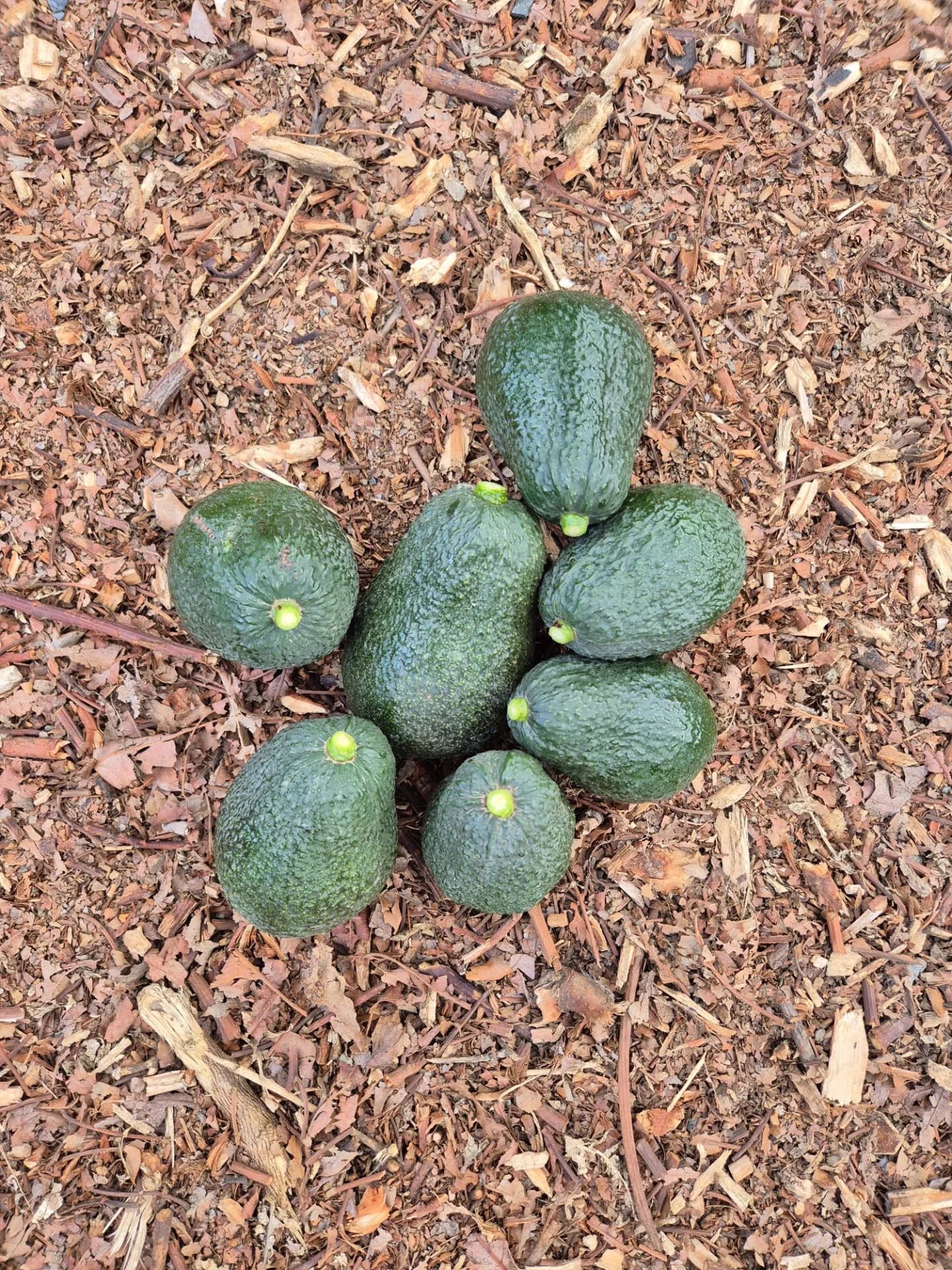 Aguacate Lamb Hass en el árbol al final de la campaña