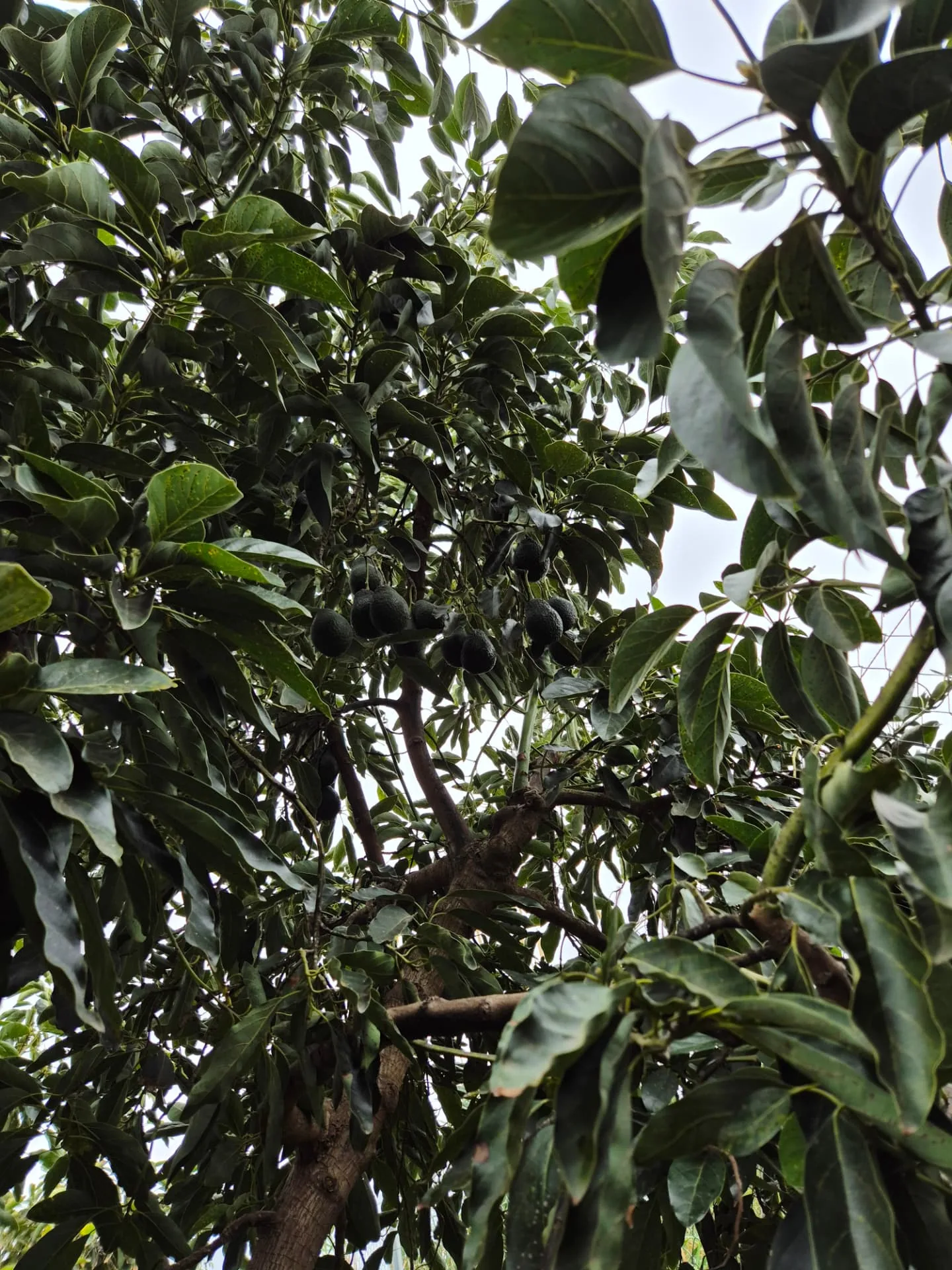 Árbol de aguacate y entorno de producción en la Axarquía