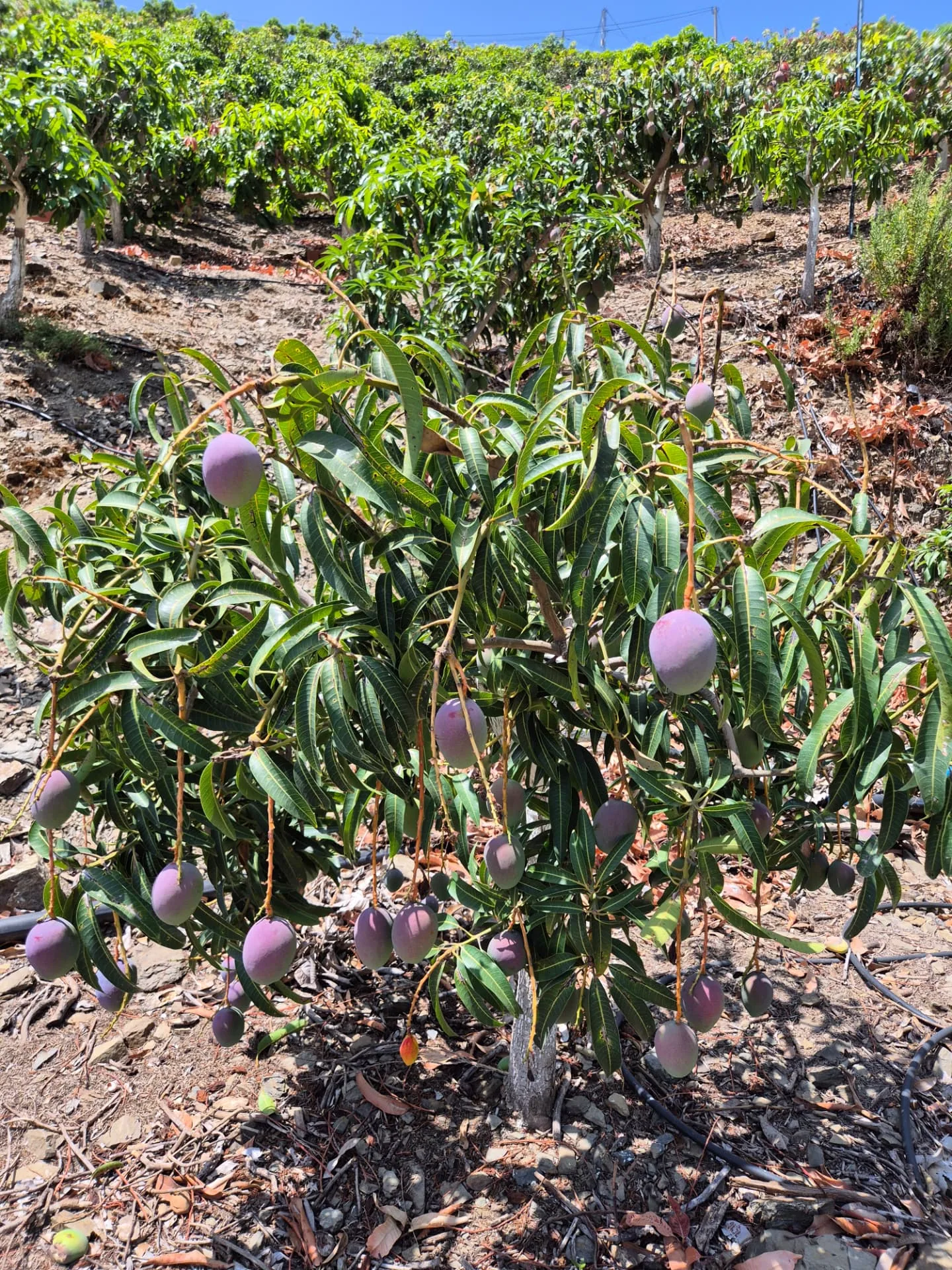 Producción de mango en finca de la Axarquía