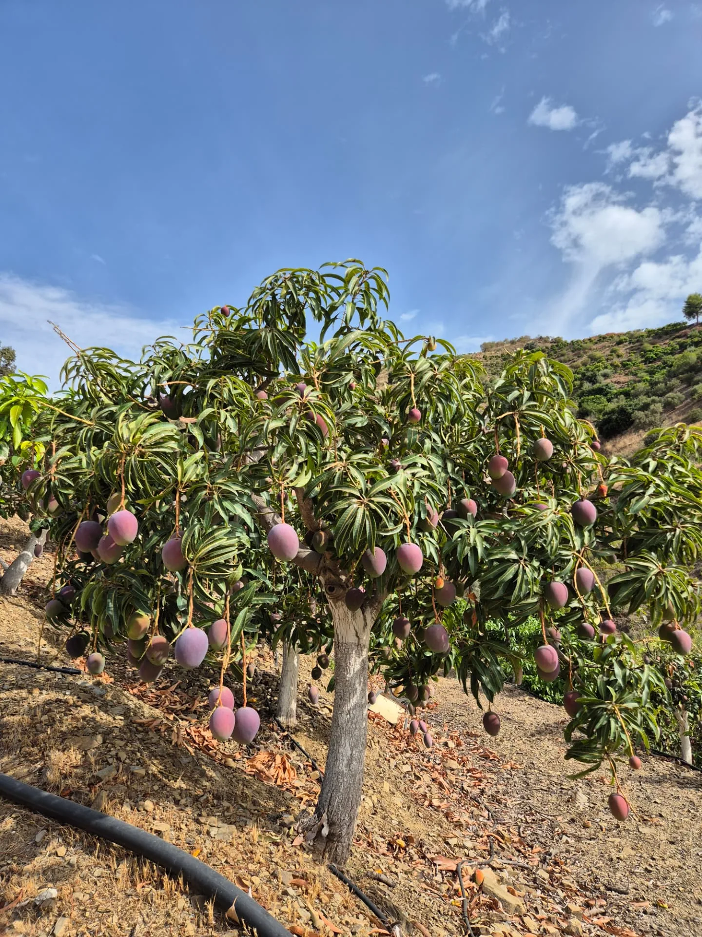 Detalle de cultivo de mango en la Axarquía